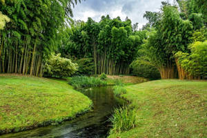 Calming Retreat: Bamboo Forest Iphone Wallpaper Wallpaper