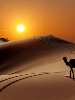 Camel In Desert With Sunset Wallpaper