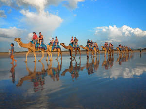Camel With Tourists Wallpaper
