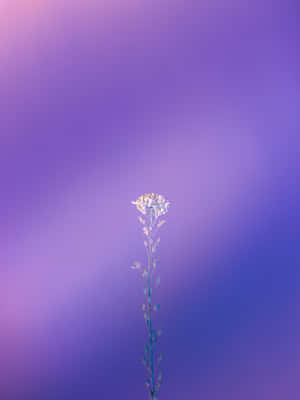 Camelina Sativa Plant Pretty Purple Wallpaper