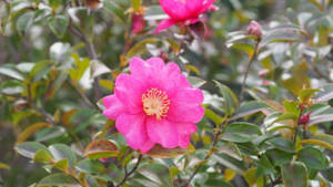 Camellia Sasanqua Flower Garden Wallpaper