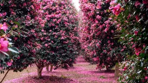 Camellia Sasanqua Trees Wallpaper