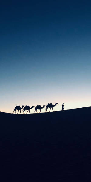 Camels Aesthetic Image Wallpaper