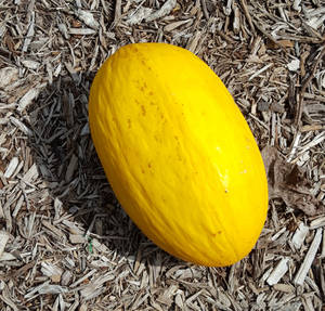 Canary Melon On The Ground Wallpaper