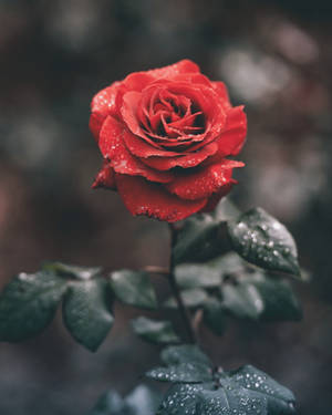 Candid Roses Desktop Wallpaper