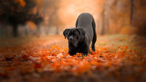 Cane Corso Autumn Leaves Wallpaper