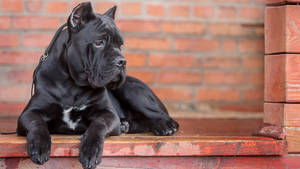 Cane Corso Guard Dog Wallpaper