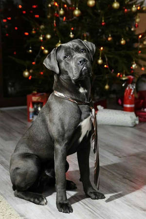 Cane Corso On Christmas Wallpaper