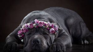 Cane Corso Purple Flower Crown Wallpaper