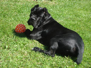 Cane Corso With A Ball Wallpaper