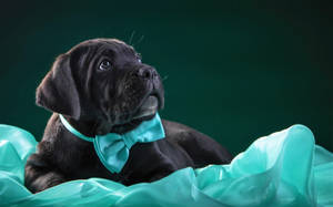 Cane Corso With A Bow Tie Wallpaper