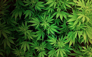 Cannabis Marijuana Hemp Wallpaper