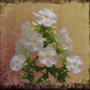 Canva White Flowers Artwork Wallpaper