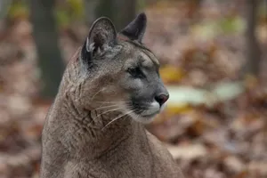 Capacious View Of A Majestic Cougar Wallpaper