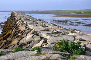 Cape Cod Rocky Beach Walk Wallpaper