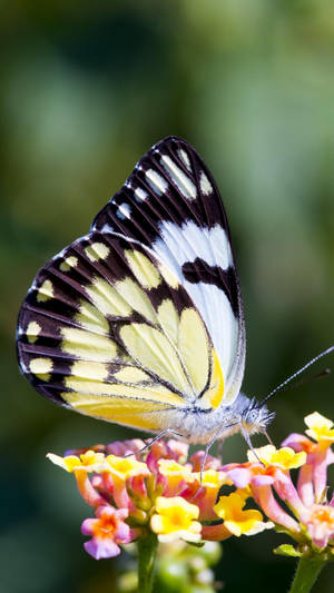 Caper White Butterfly On Flower Wallpaper