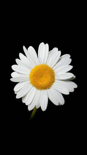 Caption: A Aesthetic White Daisy On Black Background For Phone Wallpaper Wallpaper