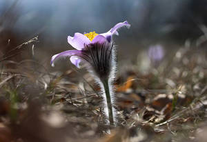 Caption: A Blooming Anemone Flower In Its Prime Wallpaper