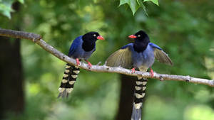 Caption: A Glimpse Of Native Birds In Taiwan Wallpaper