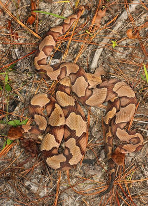 Caption: A Hidden Danger: Copperhead Snake Camouflaged On The Forest Floor Wallpaper