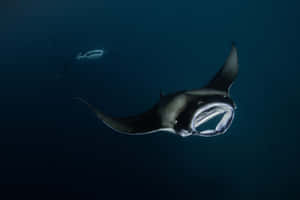 Caption: A Majestic Glide - Manta Ray In Deep Blue Sea Wallpaper