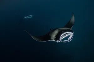 Caption: A Majestic Glide - Manta Ray In Deep Blue Sea Wallpaper