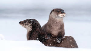 Caption: A Playful Otter Frolicking In The Water. Wallpaper