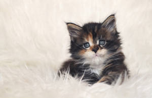 Caption: Adorable Feline In A Playful Stance Wallpaper