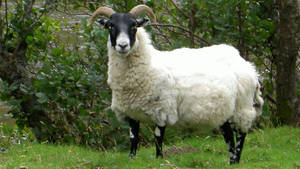 Caption: An Elegant Black-headed White Goat In High Resolution Wallpaper