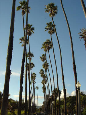 Caption: Basking In The Sunlight: Santa Monica's Signature Palm Trees Wallpaper