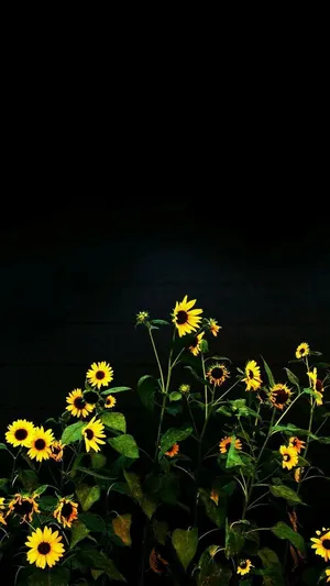 Caption: Captivating Black Sunflower Under The Blue Sky Wallpaper