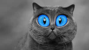 Caption: Dazzling Blue Cat Eyes Of A British Shorthair Wallpaper