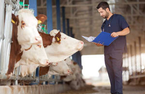 Caption: Dedicated Veterinarian Monitoring The Health Of Country Cows Wallpaper