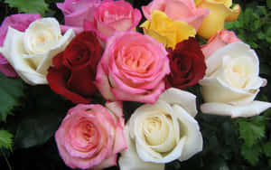 Caption: Elegant Bouquet Of Pink, Yellow, White, And Red Roses Wallpaper