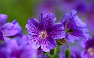 Caption: Elegant Display Of Cranesbill Geranium - The Purple Beauty Wallpaper