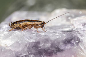 Caption: Intricate Close-up Of An Oriental Cockroach Wallpaper