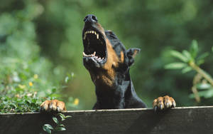 Caption: Majestic Barking Doberman Pinscher Wallpaper