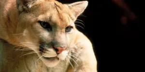 Caption: Majestic Cougar In Its Natural Habitat Wallpaper