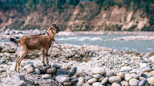 Caption: Majestic Goat Navigating Rocky Stream Wallpaper