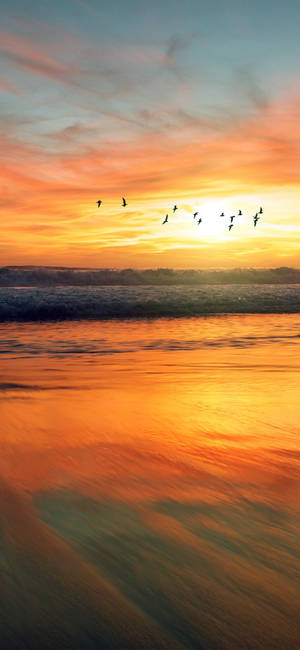 Caption: Majestic Ocean Sunset - Birds Soaring Against A Radiant Twilight. Wallpaper