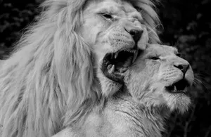 Caption: Majestic White Lions In Unity Wallpaper