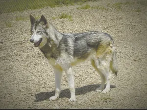 Caption: Majestic Wolfdog In Nature Wallpaper