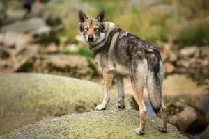 Caption: Majestic Wolfdog Standing In Nature Wallpaper