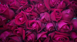 Caption: Mesmerizing Cluster Of 4k Pink Roses Wallpaper