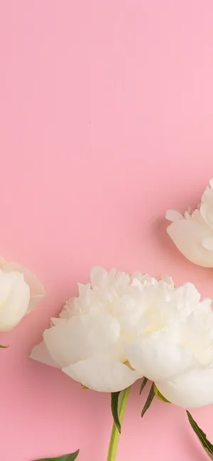 Caption: Peony Petals Close-up - Iphone Wallpaper Wallpaper
