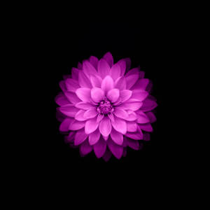 Caption: Serene Pink Lotus Flower In Full Bloom Wallpaper