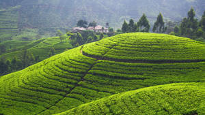 Caption: Serenity Of Sri Lankan Tea Plantations Wallpaper