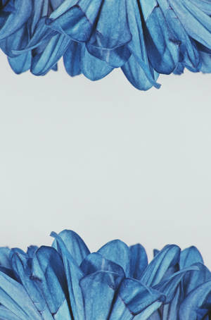 Caption: Splendid Blooming Blue Flowers Background Wallpaper