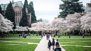 Caption: Students Navigating The University Of Washington Campus Wallpaper