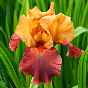 Caption: Stunning Shot Of A Reblooming Iris Flower Wallpaper